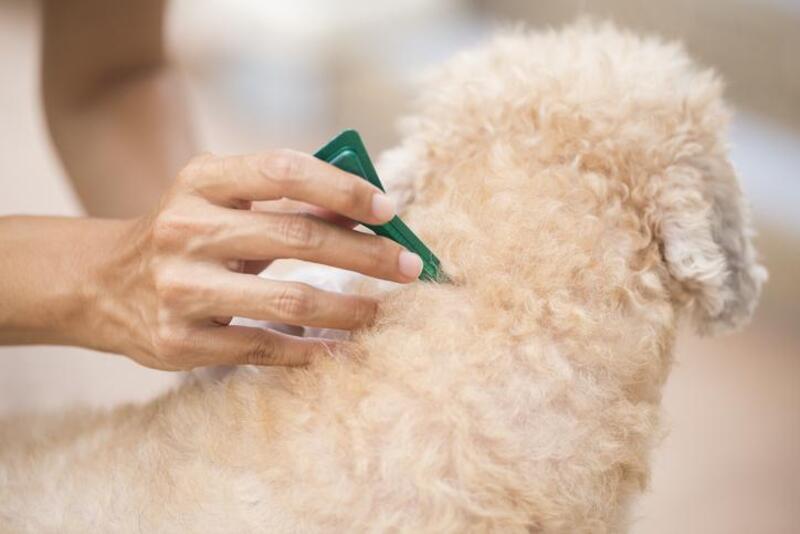 Para qué sirven las pipetas para mascotas